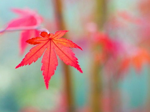 微信桃花昵称