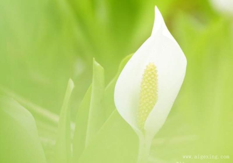 花的好句(关于花的好句)