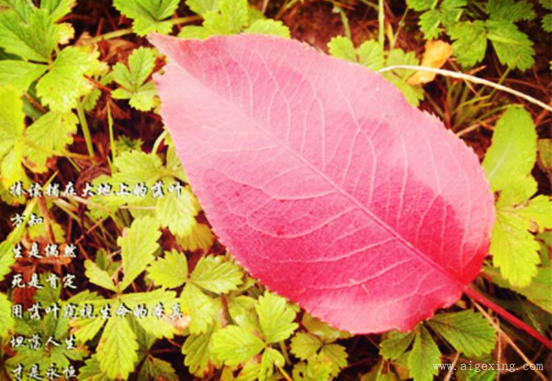 名家描写樱花的优美句子